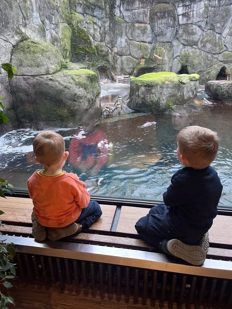 Kinder beobachten die Pinguine