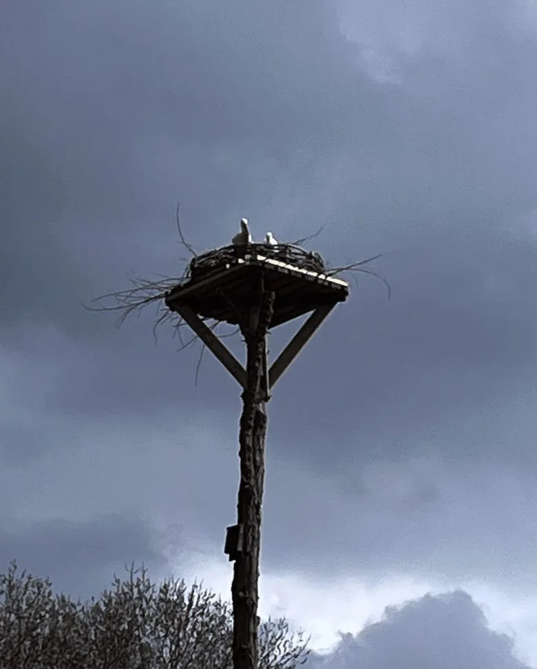 Storchennest auf einem hohen Holzmast vor grauem Himmel