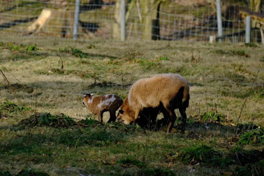 Schafe am Zaun des Wildgeheges