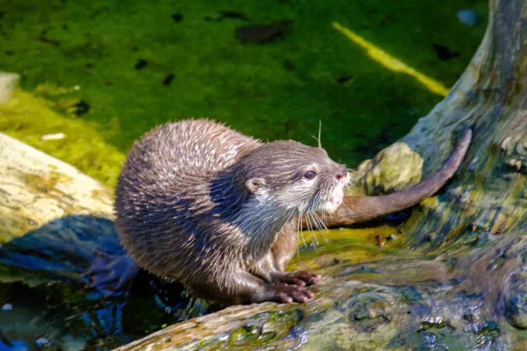 Otter auf einem Stein am Wasser